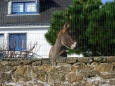 10 Habitant au poil